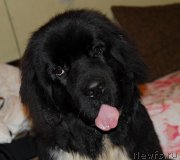 Превью фото № 135590