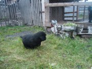 Превью фото № 135604