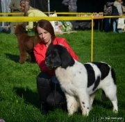 Превью фото № 135630