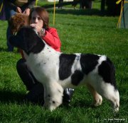 Превью фото № 135635