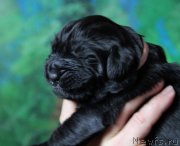 Превью фото № 135641