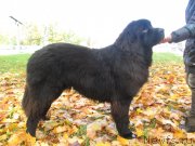 Превью фото № 135674