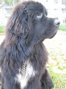 Превью фото № 135675