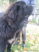 Превью фото № 135679