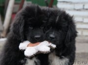 Превью фото № 135707