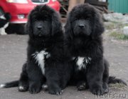 Превью фото № 135708