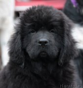 Превью фото № 135712