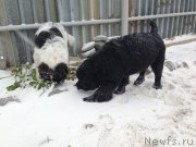 Превью фото № 135743