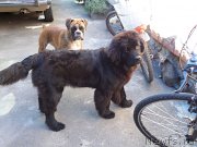 Превью фото № 135745