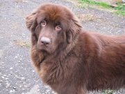 Превью фото № 135747