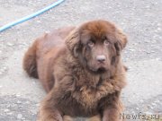 Превью фото № 135748