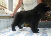 Превью фото № 135780