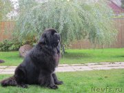 Превью фото № 135792