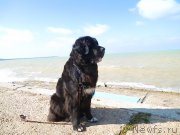 Превью фото № 135807