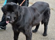 Превью фото № 135813