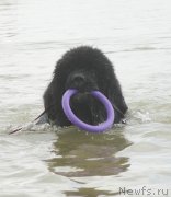 Превью фото № 135847