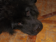 Превью фото № 135871