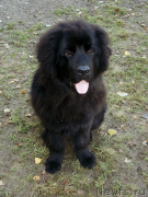 Превью фото № 135872