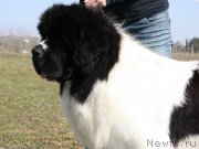 Превью фото № 135900