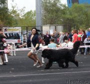 Превью фото № 136004