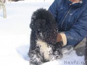 Превью фото № 136020