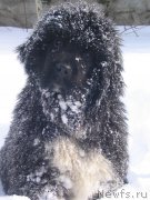 Превью фото № 136021