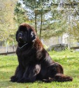 Превью фото № 136064