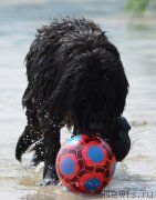 Превью фото № 136074