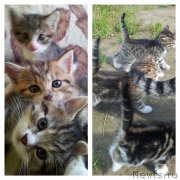 Превью фото № 136097