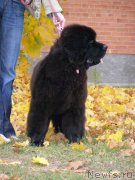 Превью фото № 136159