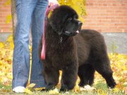 Превью фото № 136160