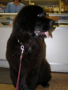 Превью фото № 136165