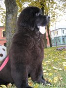 Превью фото № 136167