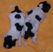 Превью фото № 136168