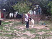 Превью фото № 136187