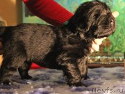 Превью фото № 136200