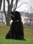 Превью фото № 136267