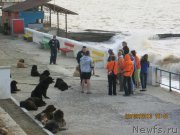 Превью фото № 136298