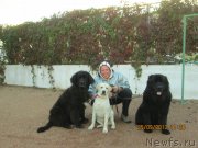 Превью фото № 136300