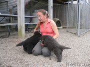 Превью фото № 136335