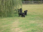 Превью фото № 136351