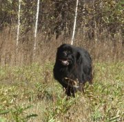 Превью фото № 136352