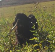 Превью фото № 136355