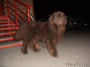 Превью фото № 136364