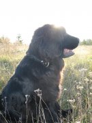 Превью фото № 136423