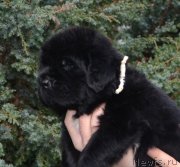 Превью фото № 136451