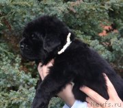 Превью фото № 136452