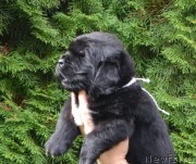 Превью фото № 136454