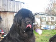 Превью фото № 136470