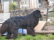 Превью фото № 136471